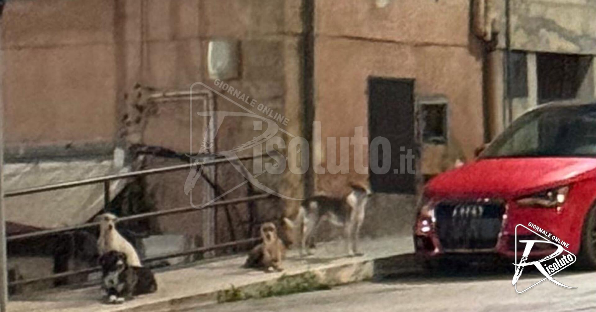 Sciacca, branco di randagi tenta di aggredire un giovane in pieno centro