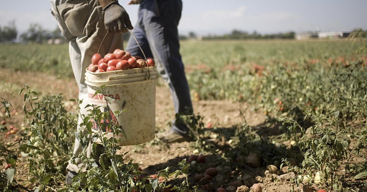 La morte del bracciante agricolo a Licata, Flai Cgil: “Serve sicurezza e tutela dei lavoratori”