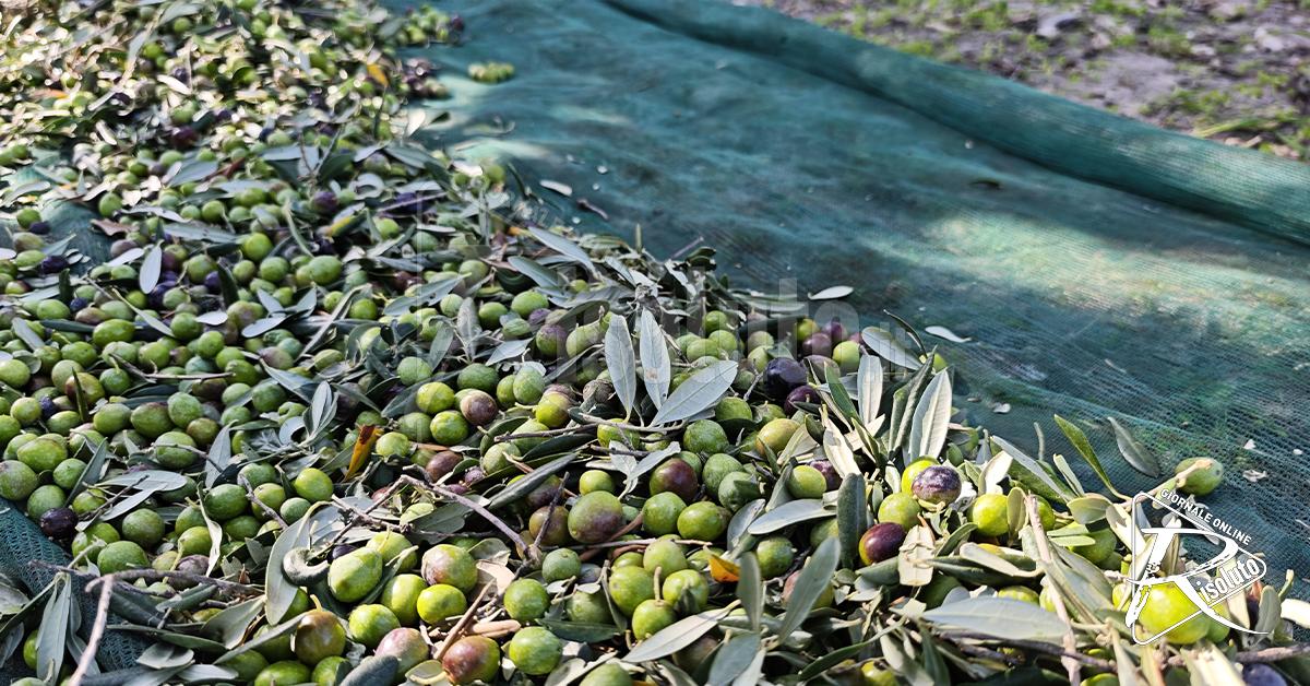Il Comune di Montevago ricerca agricoltori per la raccolta delle olive di sua proprietà