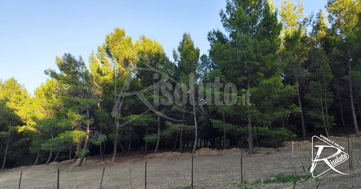 Sciacca: "Bosco Pierderici accessibile", la petizione per aprirlo a tutti