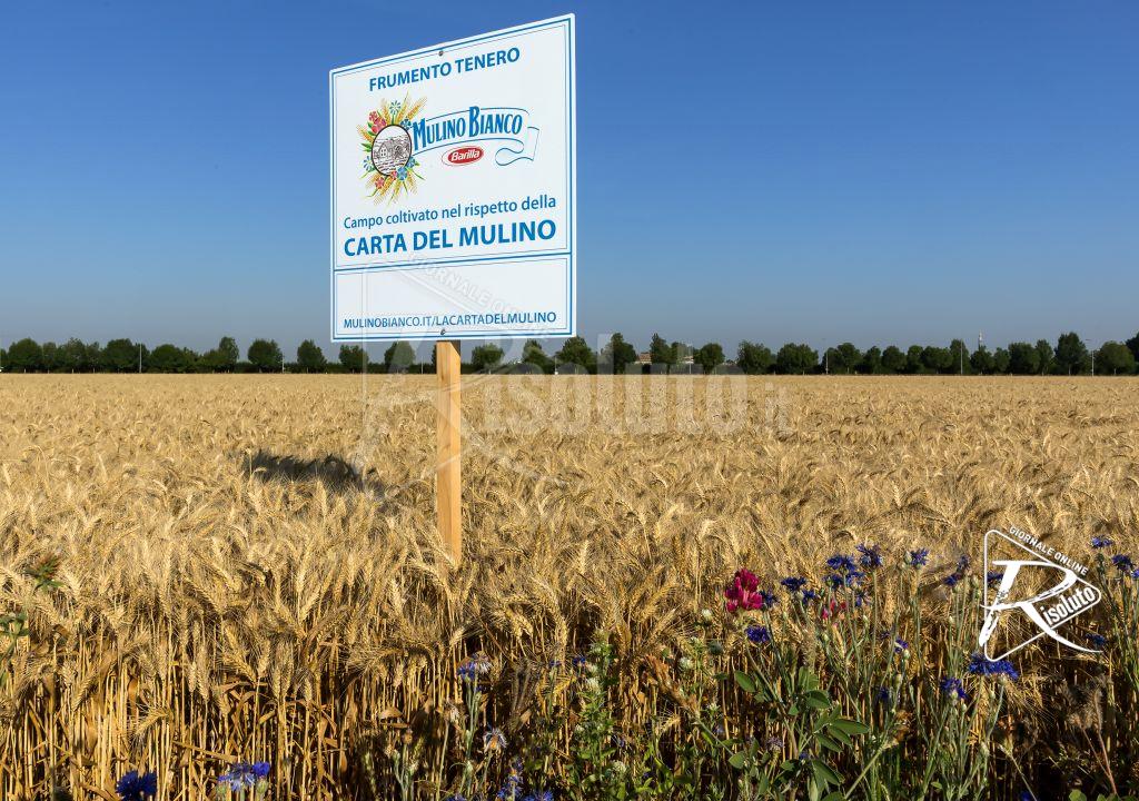 Con “Buongrano” Mulino Bianco porta l’agricoltura rigenerativa a tavola