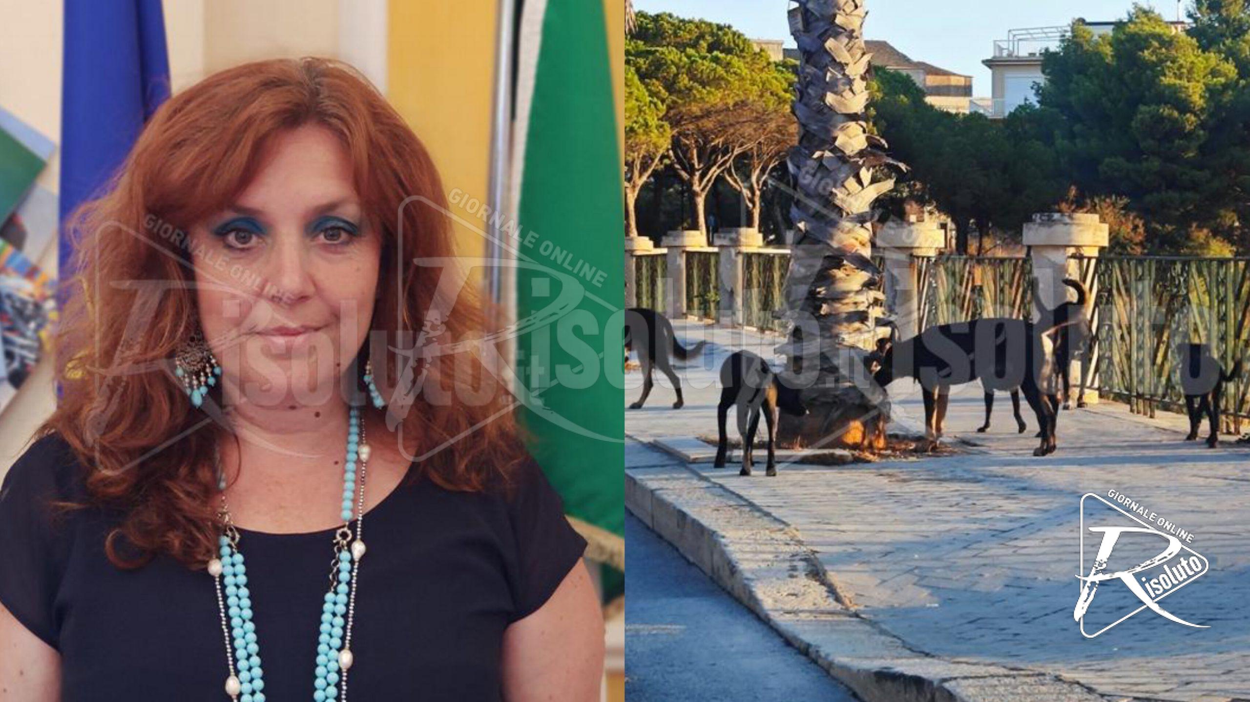 Randagismo a Sciacca, l'opposizione attacca l'assessore Sinagra: "Fallimentare il suo operato"
