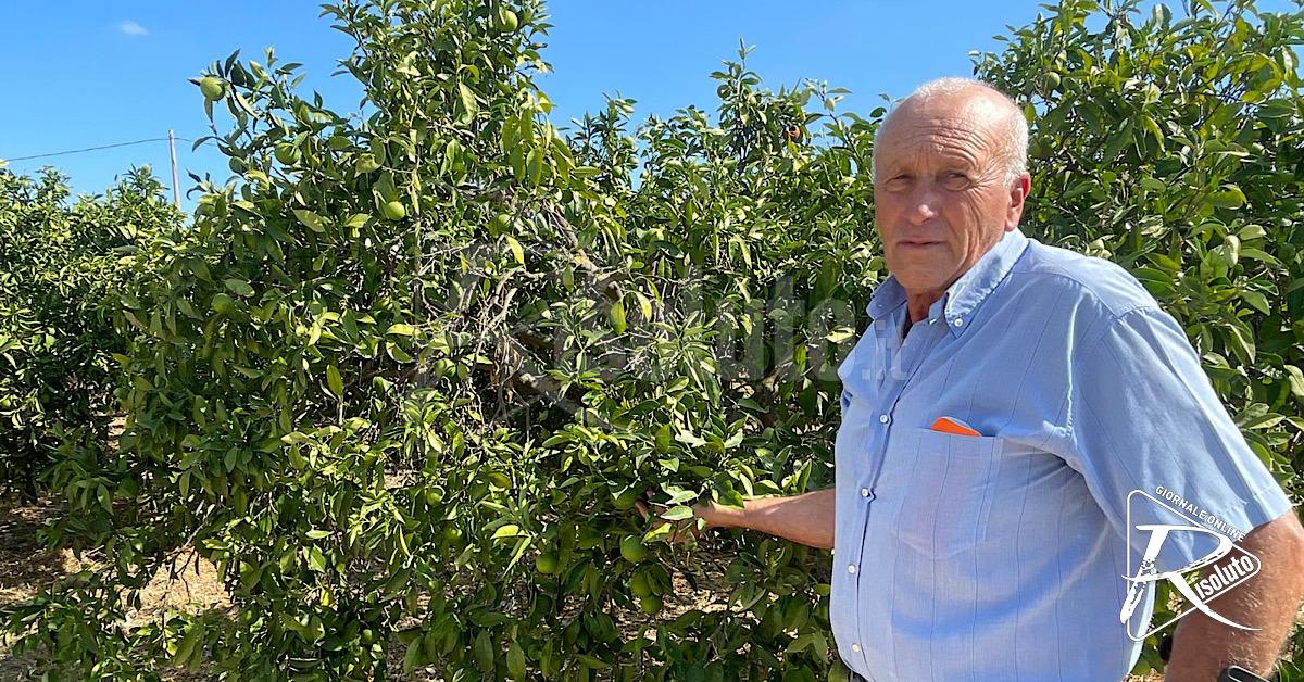 Ribera, agricoltori in ginocchio: “Più del 70% della nostra produzione sarà persa”