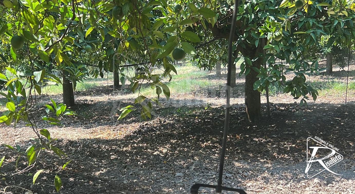 Terza irrigazione nel riberese, non arriva l'attesa decisione della cabina di regia