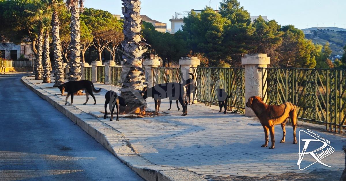 Branco di cani nel viale delle Terme di Sciacca, non una bella immagine per la città (Video)
