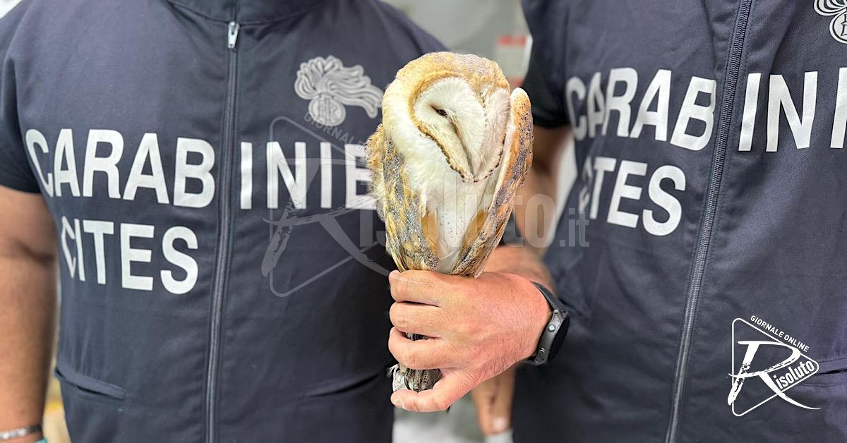 Caccia illegale, denunciati due cacciatori e sequestrati fucili