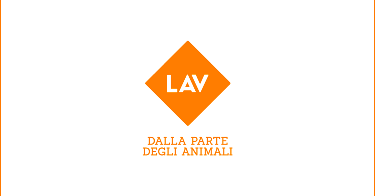 Sagra della Pecora Bollita a Burgio, Lav: “Un evento che si fonda sulla sofferenza di animali”