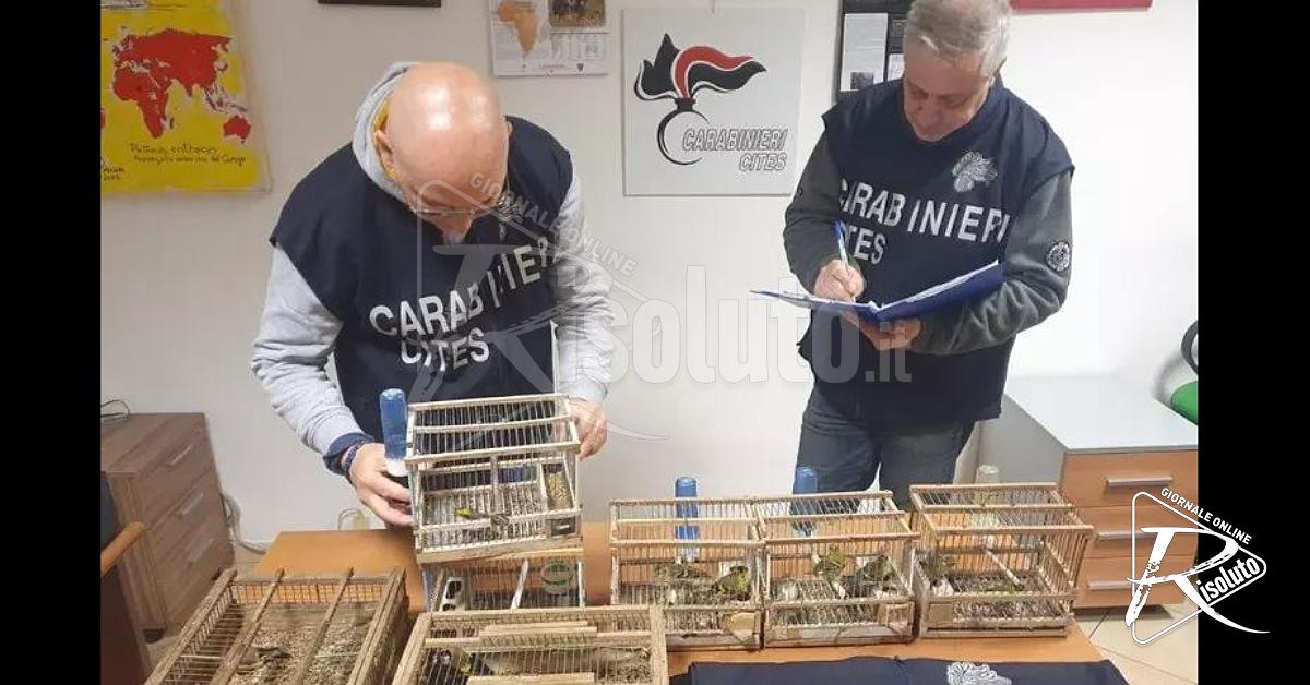 Palermo, oltre 100 uccelli protetti sequestrati per un traffico illecito