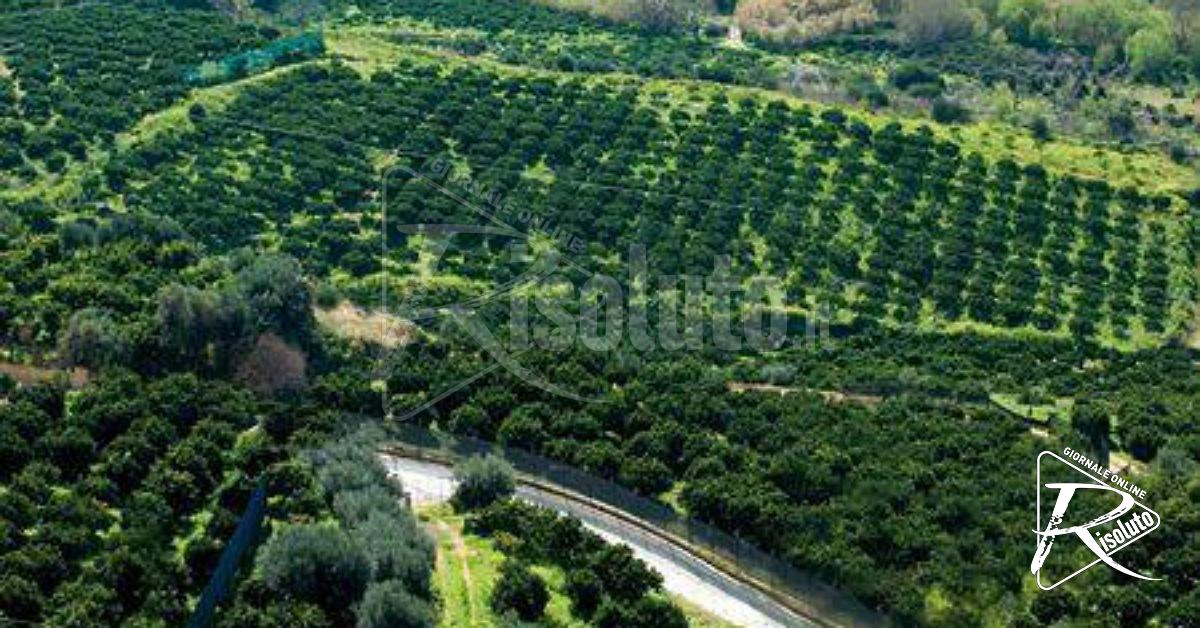 Agricoltori in allarme: “Senza acqua a rischio l’identità produttiva della Valle del Verdura”