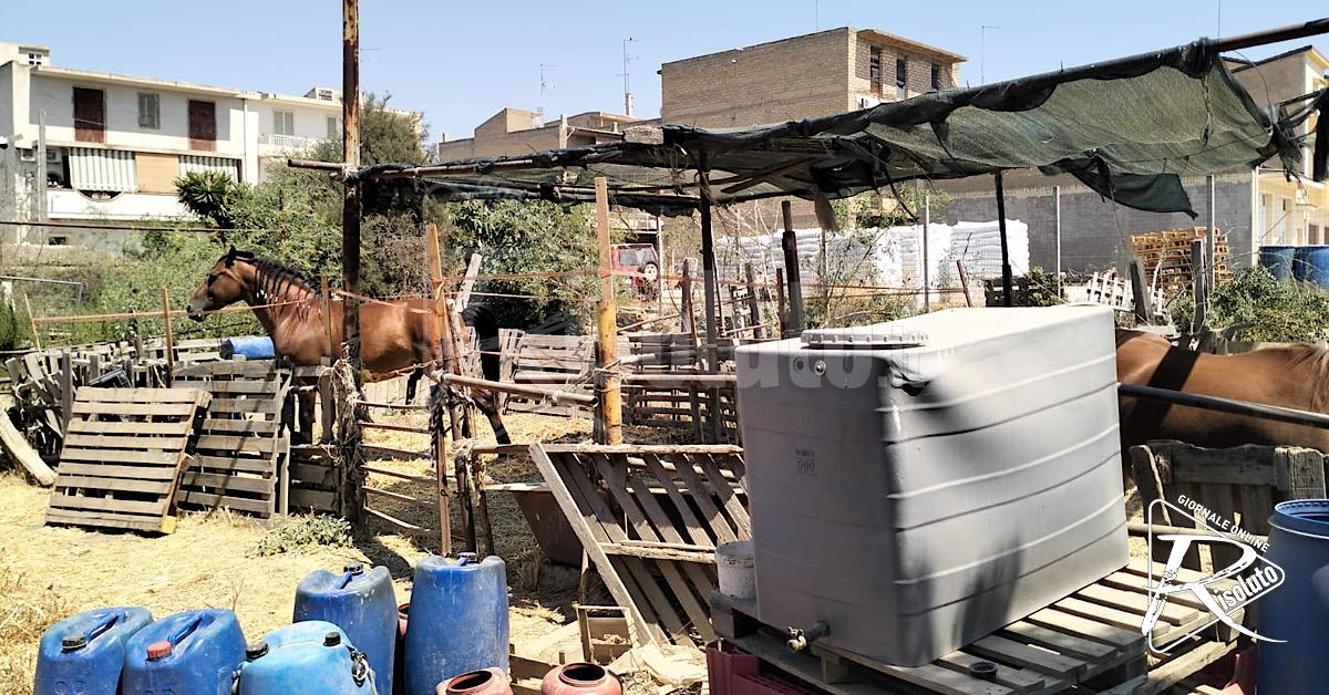 “Area con rifiuti e animali in condizioni precarie”, denunce e sequestri a Licata 