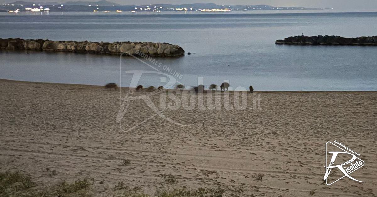 Branco di cinghiali in spiaggia, paura alla Foggia (Video)