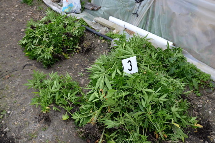 Maxi sequestro di marijuana, 900 piante in un magazzino nel Palermitano