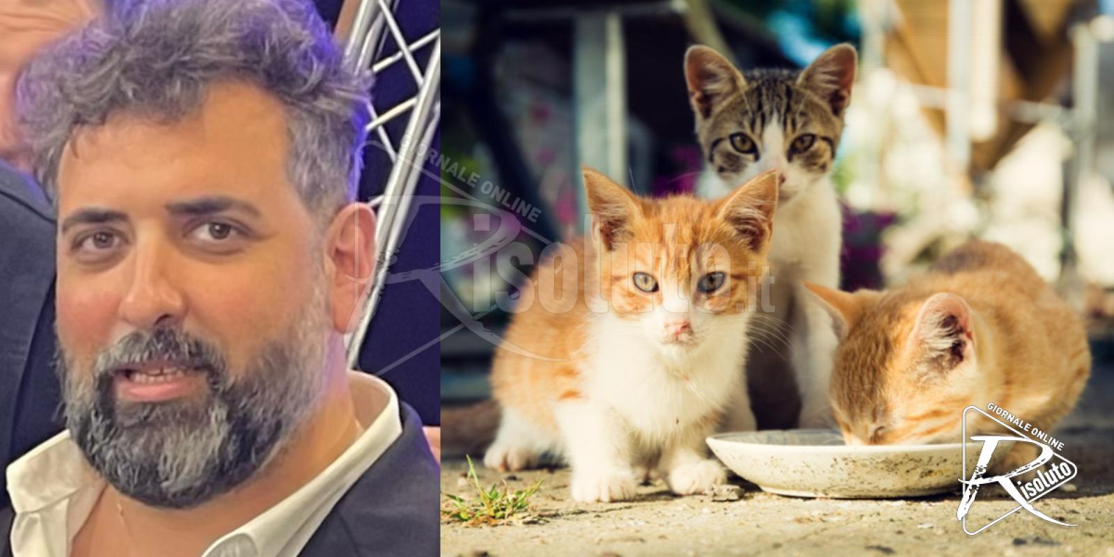 Colonie feline riconosciute a Santa Margherita, un presidio per la tutela animale