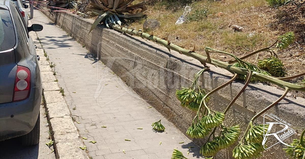 Cade una palma in via Mazzini a Sciacca, intervento dei vigili del fuoco