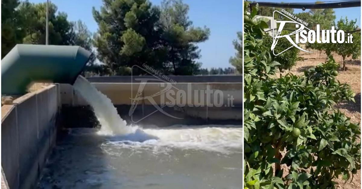A Ribera dipendenti del Consorzio Ag3 al lavoro anche di domenica per l'irrigazione (Video)