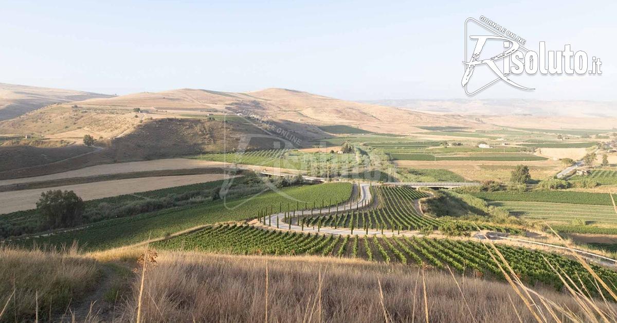 Vino siciliano oggi, l’evoluzione della Sicilia Doc