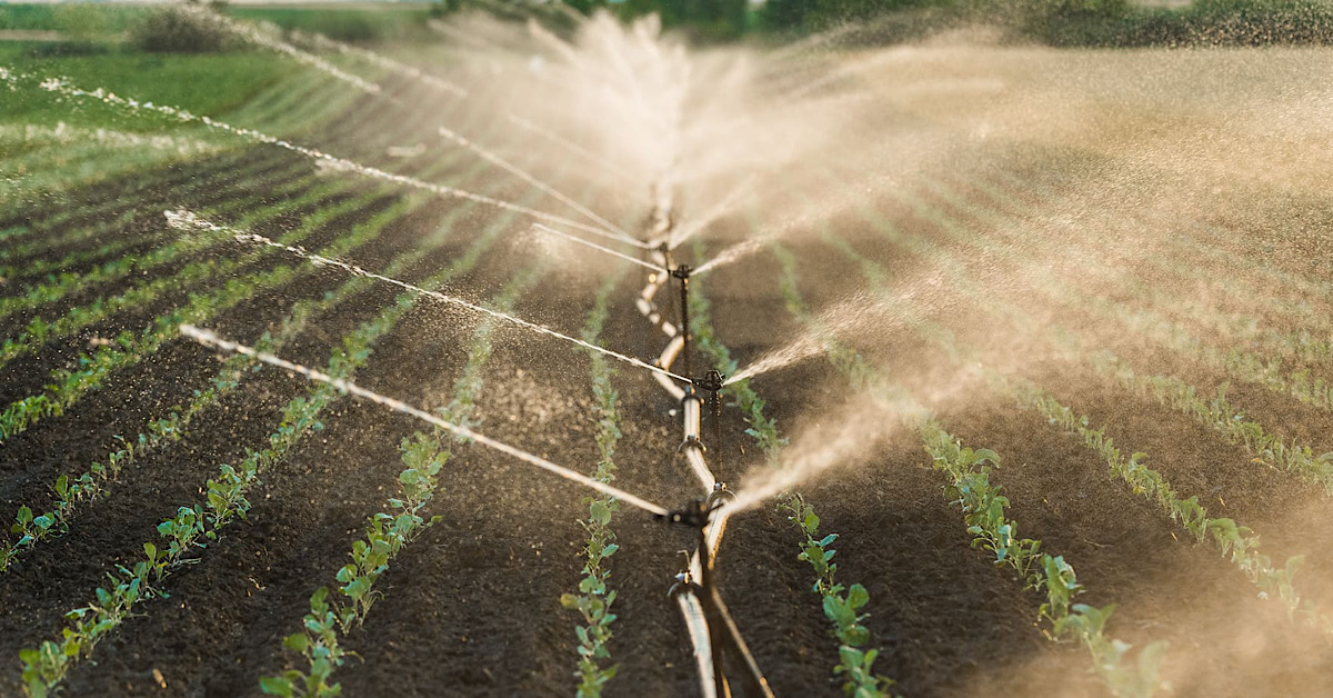 Emergenza irrigazione a Ribera, scatta l’allarme: agricoltura a rischio