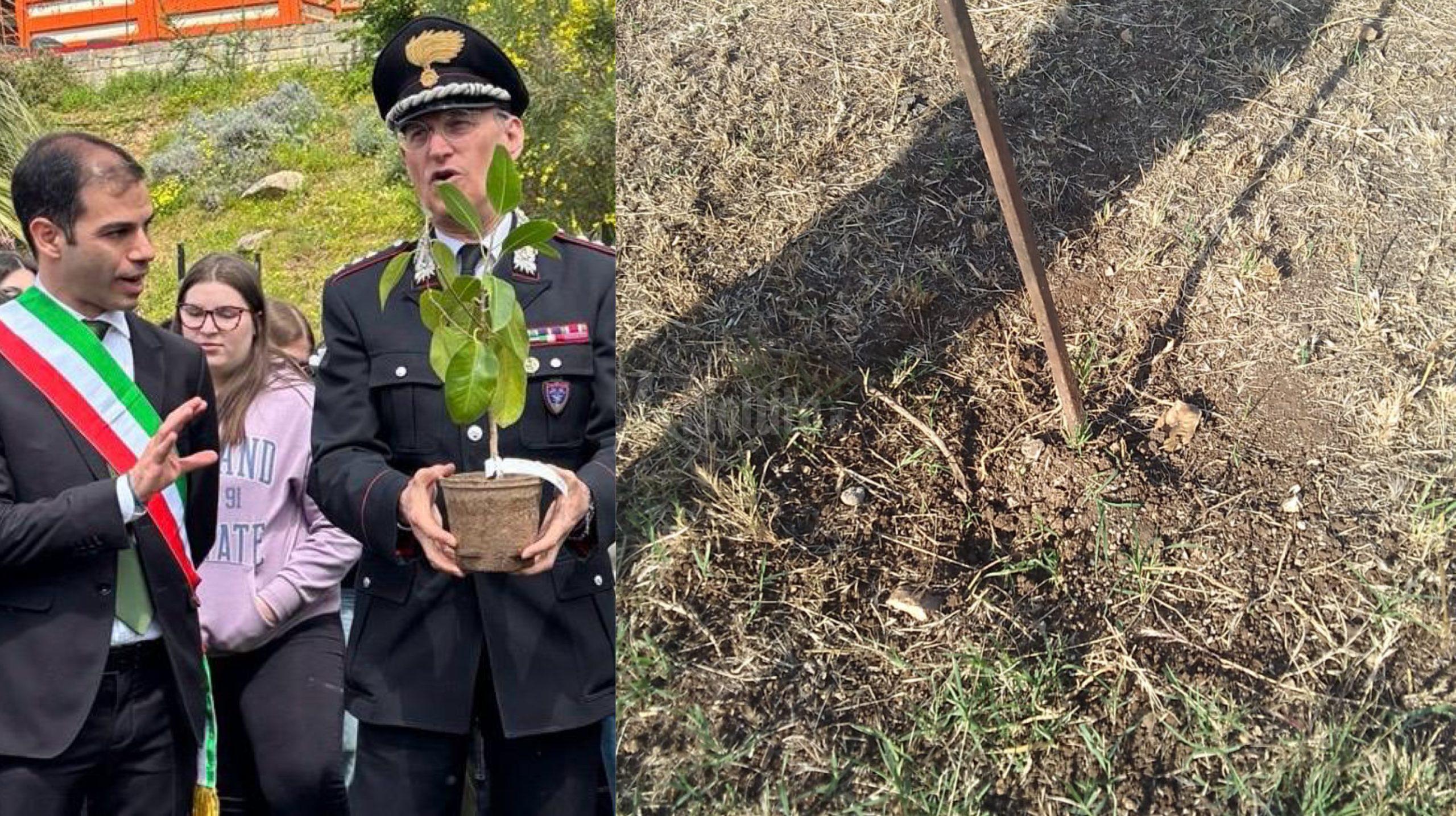 Danneggiata la talea dell’albero di Falcone a Burgio, il sindaco: “Noi non ci pieghiamo, ripiantiamo”