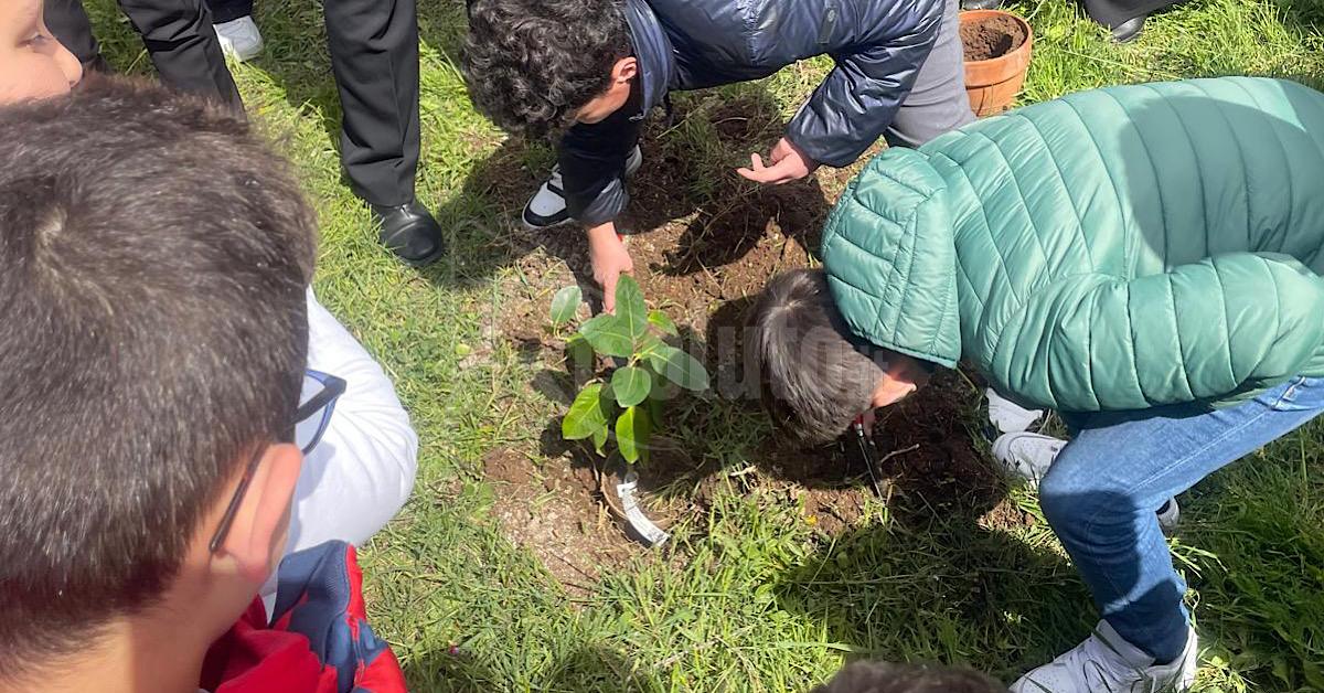Danneggiata la talea dell’albero di Falcone a Burgio, indagano i carabinieri