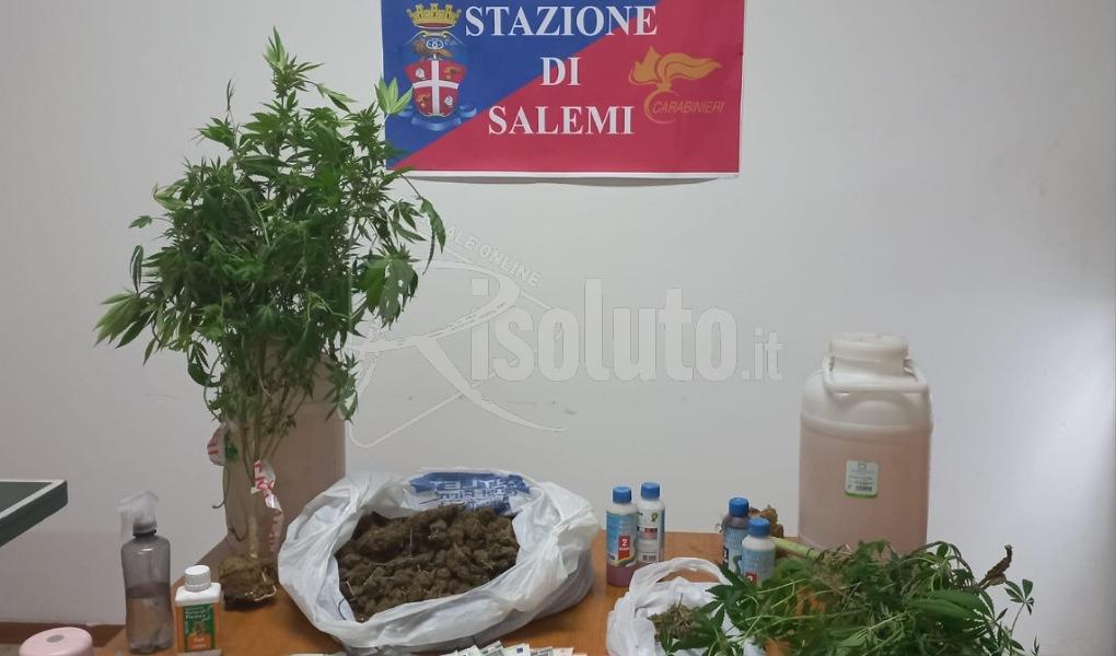 Gestiva struttura ricettiva e vi coltivava marijuana, arrestato salemitano