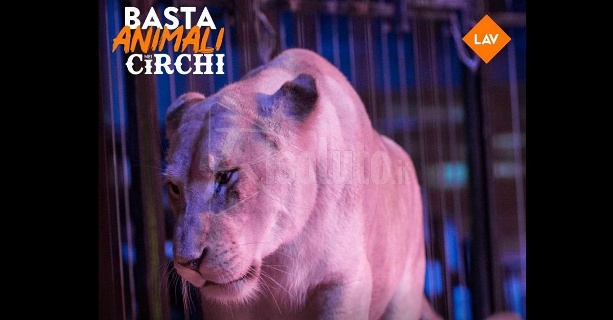 Basta animali nei circhi, Lav scende in piazza a Sciacca
