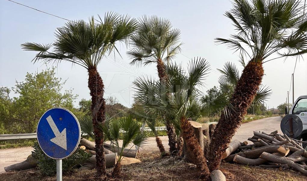 Rotatorie a Sciacca, al via il progetto di allestimento e cura tramite i privati