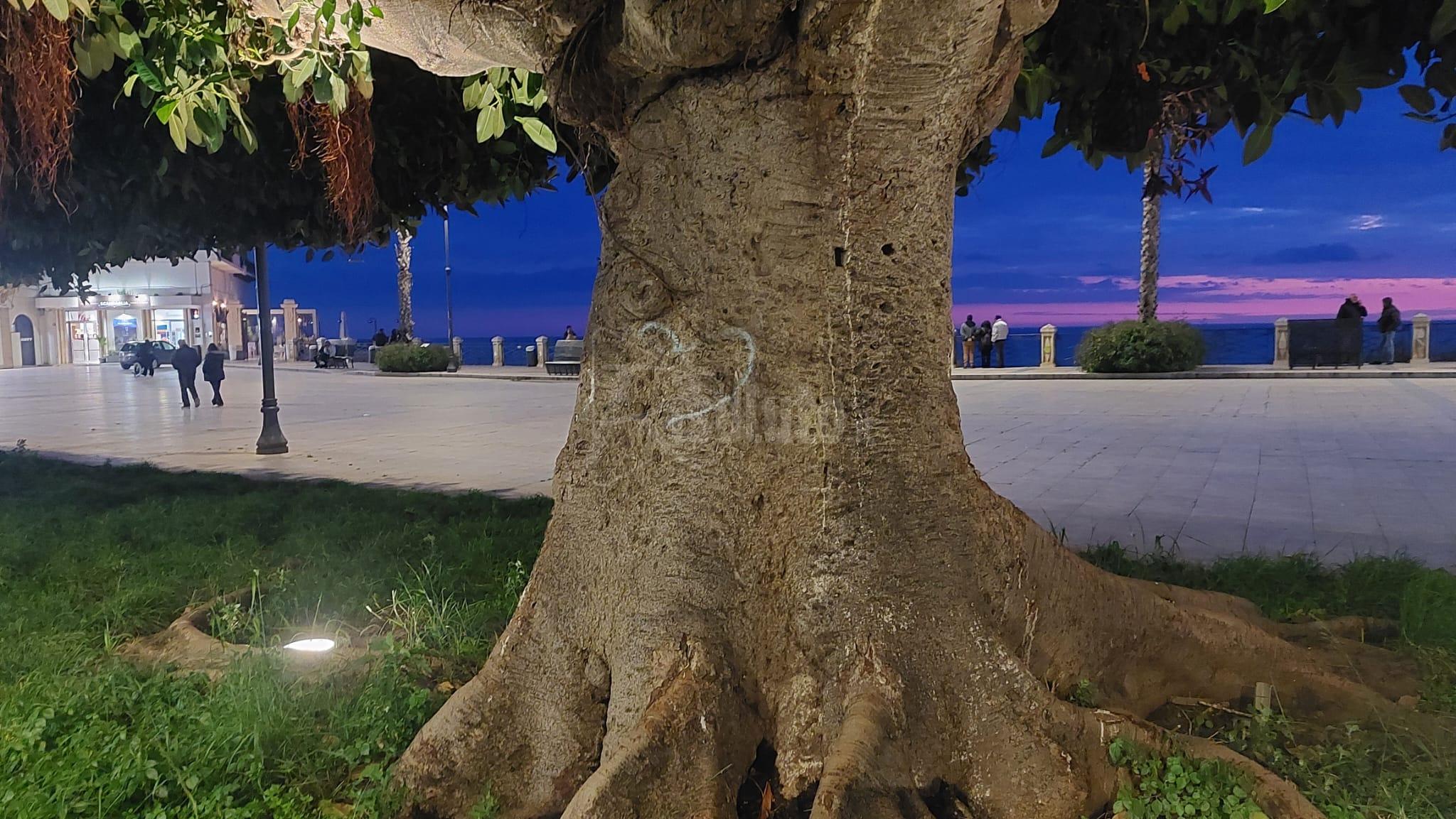 Imbrattati i ficus di piazza Scandaliato, scritte colorate sulle piante di Sciacca