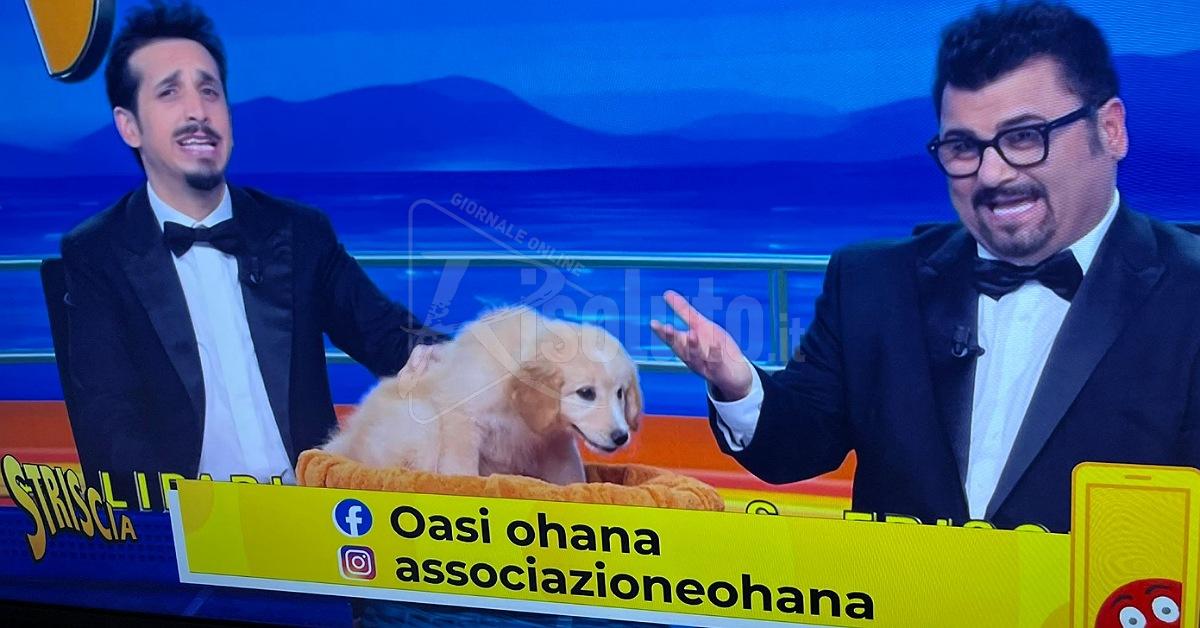 Aurora,  cagnolina da Santa Margherita a Striscia la Notizia
