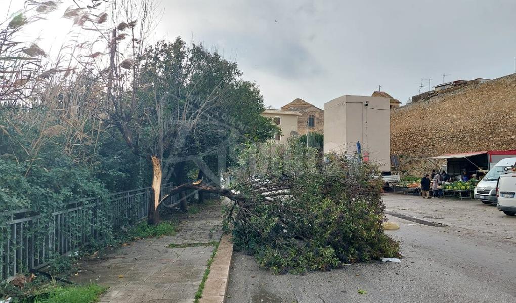 Maltempo, cade albero in via Mazzini a Sciacca
