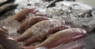 Maxi sequestro di pesce nel Palermitano, 8500 chili non tracciato e in cattive condizioni igieniche