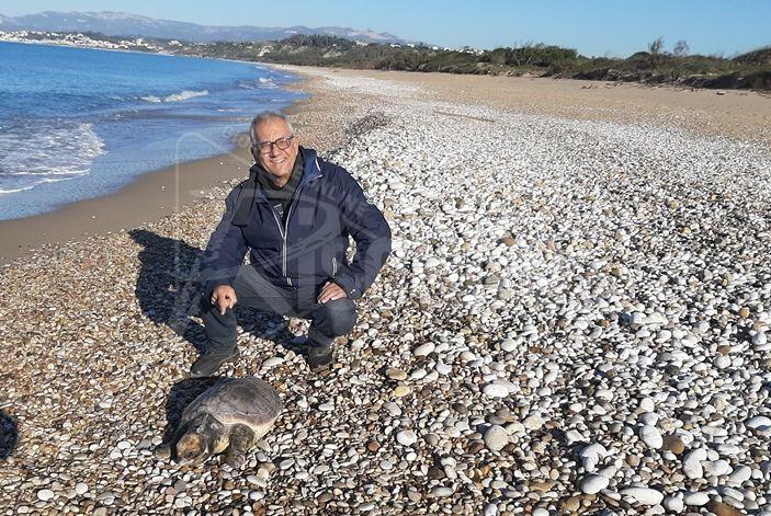 Carcassa di Caretta caretta rinvenuta a Ribera
