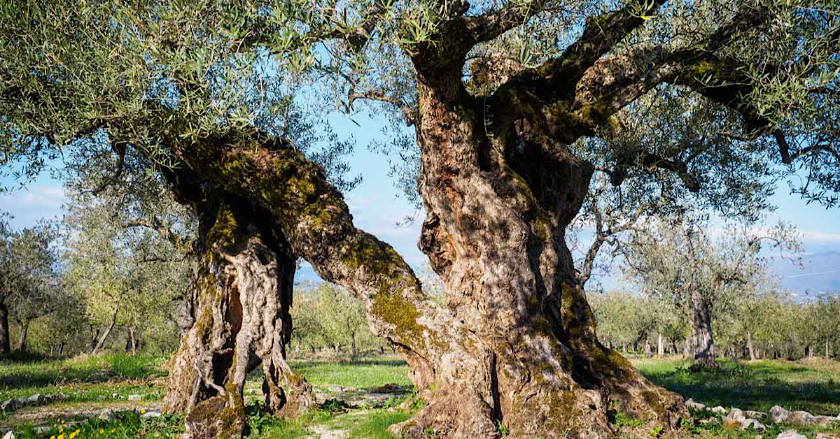 Tagliati 150 alberi di ulivo a Caltabellotta, intimidazione a funzionario comunale 