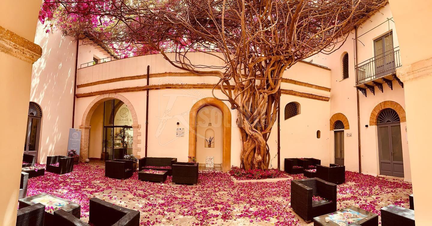 Bouganvillea di Casa Planeta riconosciuta albero monumentale di Sicilia