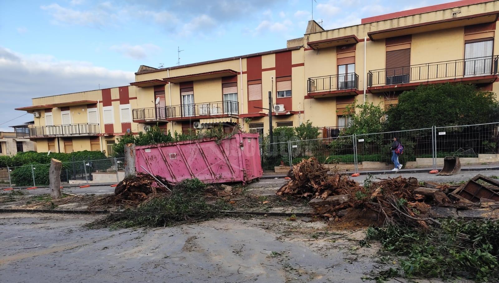 Critiche a Ribera per l'abbattimento di 19 ficus, il sindaco: "Creano danni"
