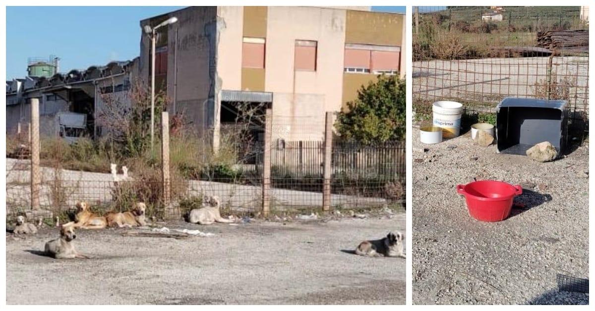 Pericolo sulla Sciacca-Caltabellotta, cani randagi ai bordi della strada