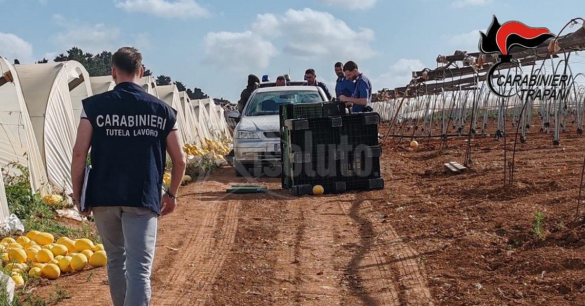 Controlli campagna olearia, violazioni e irregolarità nel Trapanese