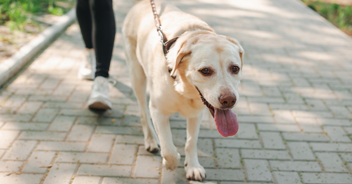 Sfilata benefica di cani e umani all'Oasi Dog della Perriera a Sciacca