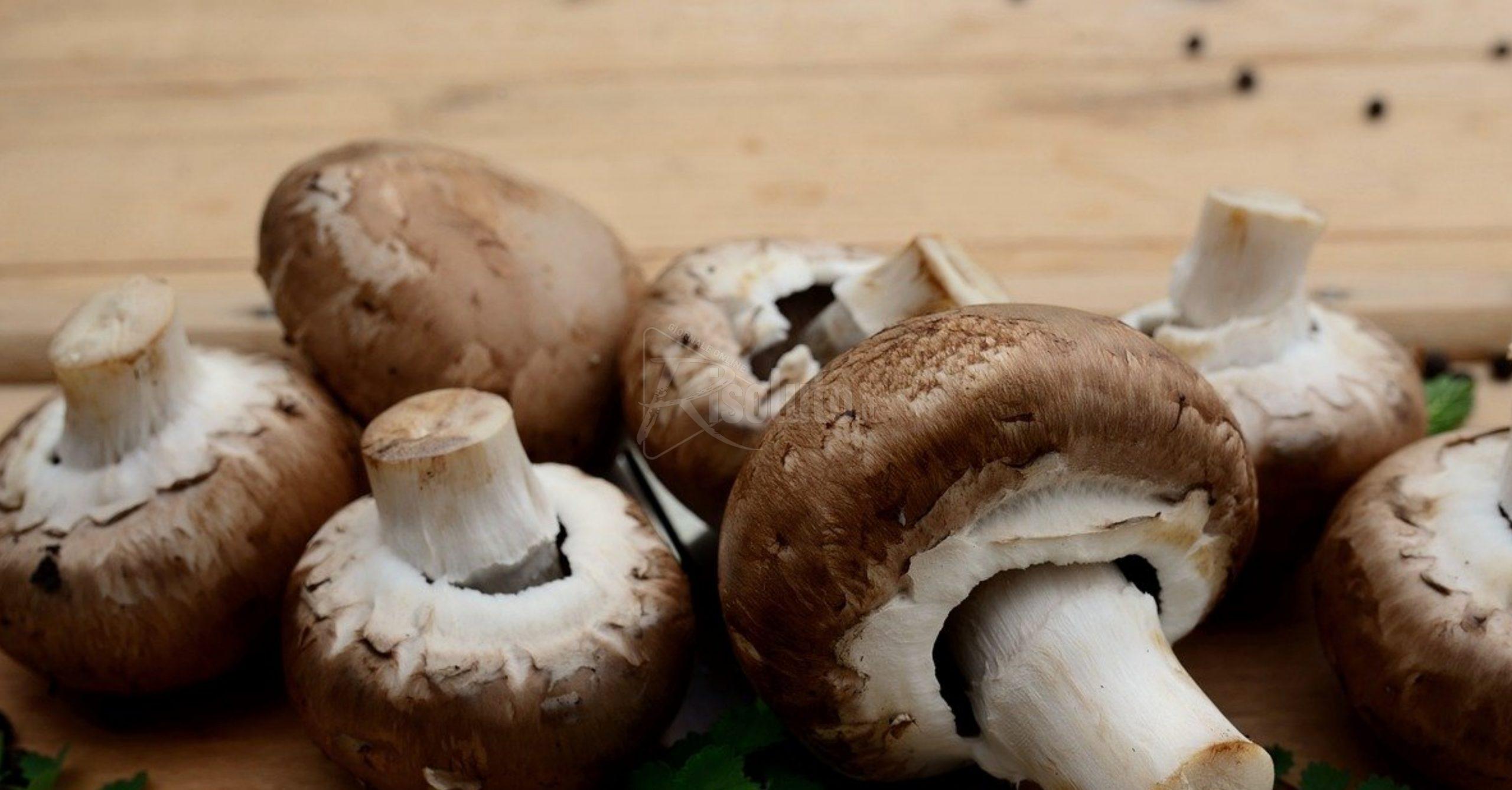 In provincia di Catania cinque avvelenamenti da funghi in due giorni