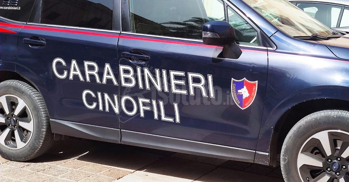 Ai domiciliari e continuava lo spaccio, pastore tedesco fiuta la cocaina in casa
