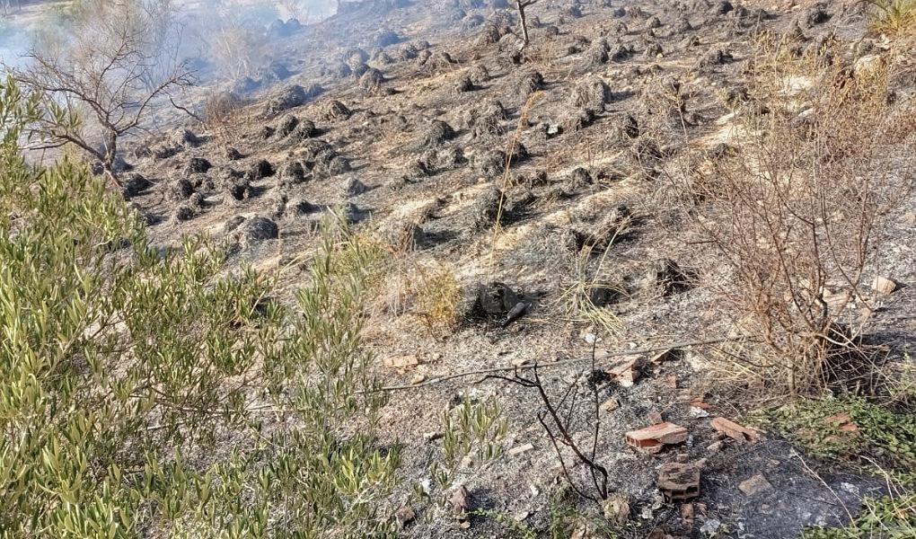 Incendio a Sciacca, bruciati anche alcuni alberi al cimitero