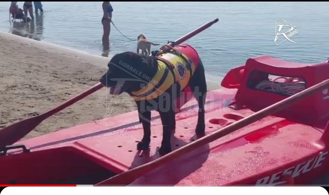Dimostrazione nella spiaggia della Foggia di Sciacca con i cani di salvataggio (Video)