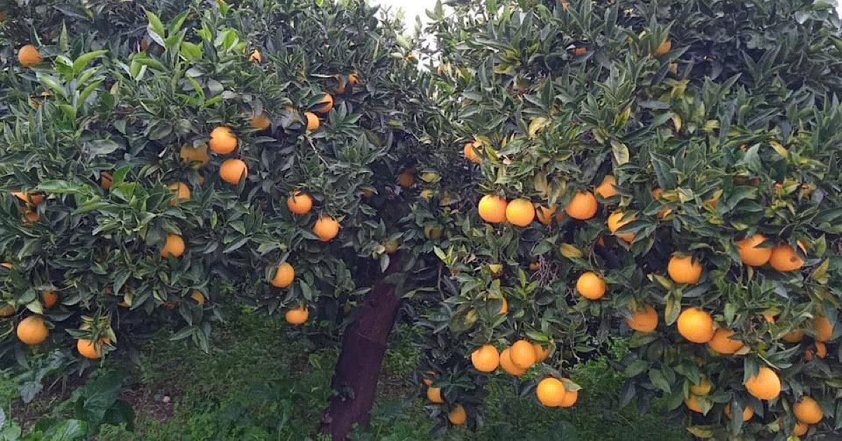 Irrigazione nell’Agrigentino, Schifani: “Salviamo le produzioni d’eccellenza”
