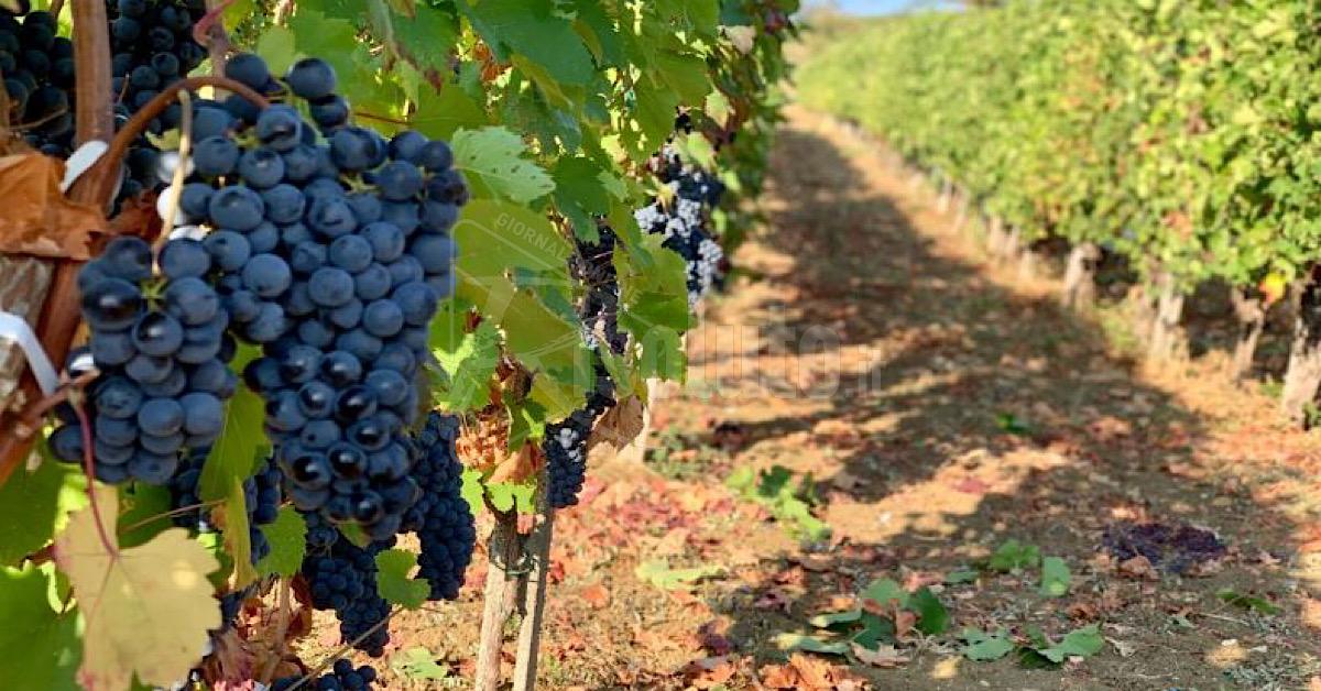 La vendemmia più lunga d'Italia, inizio anticipato in Sicilia per il gran caldo 