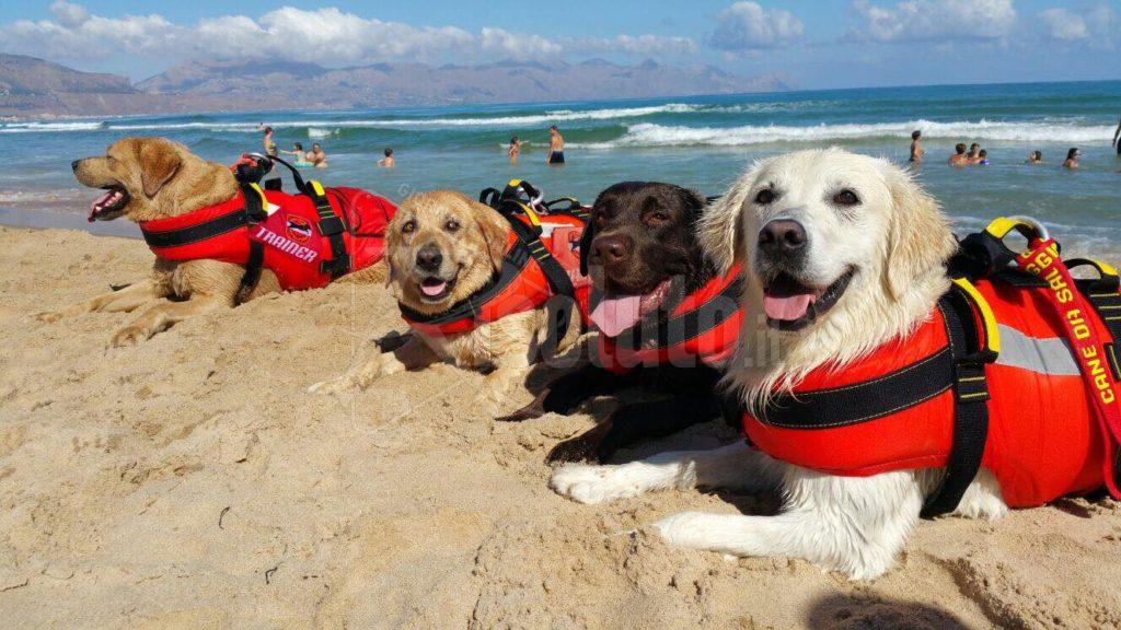 "Cani Baywatch" in servizio alla Foggia, parte domani il servizio di vigilanza spiagge a Sciacca
