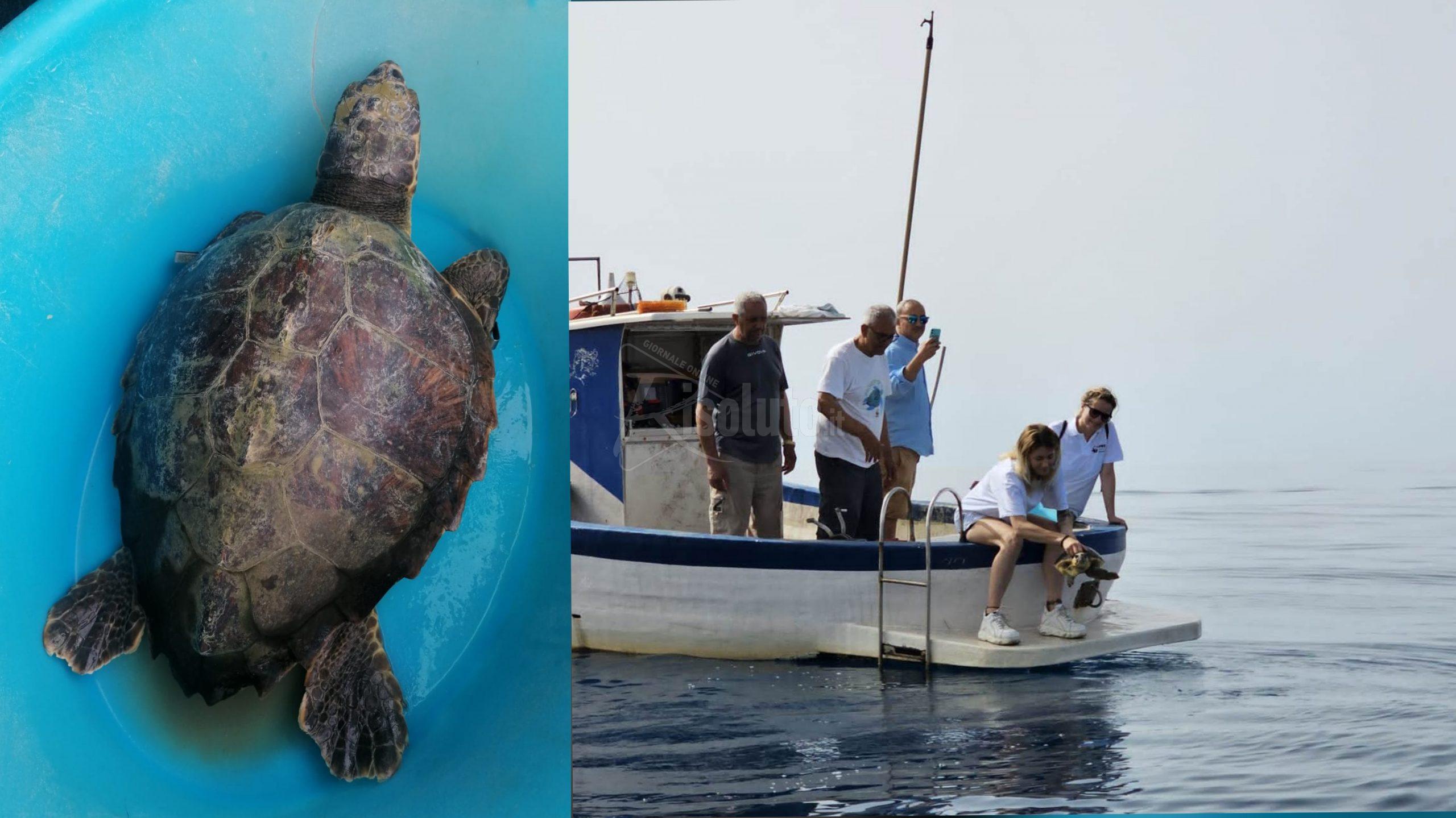 Salvataggio tartaruga marina, in libertà a Menfi grazie al Wwf