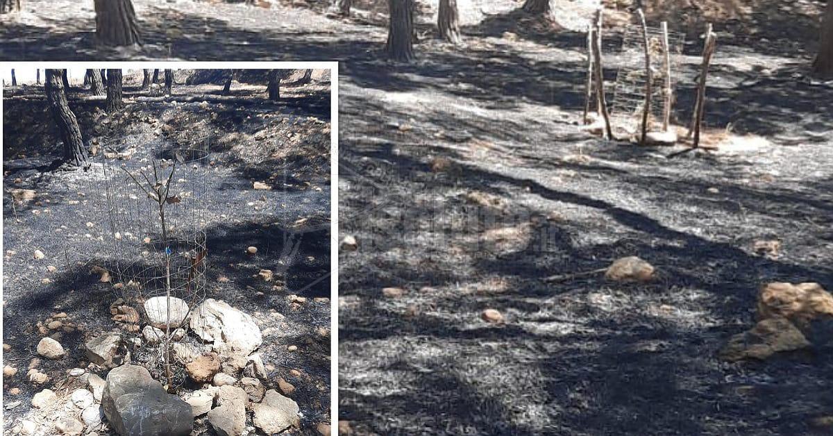 Ribera, appiccato il fuoco durante la notte al Parco della Rinascita