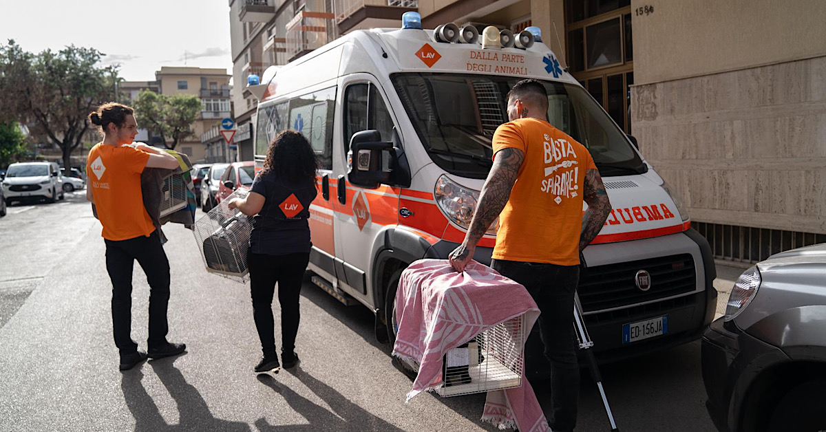 Microchippatura e sterlizzatura gratuita per cani e gatti a Sciacca 