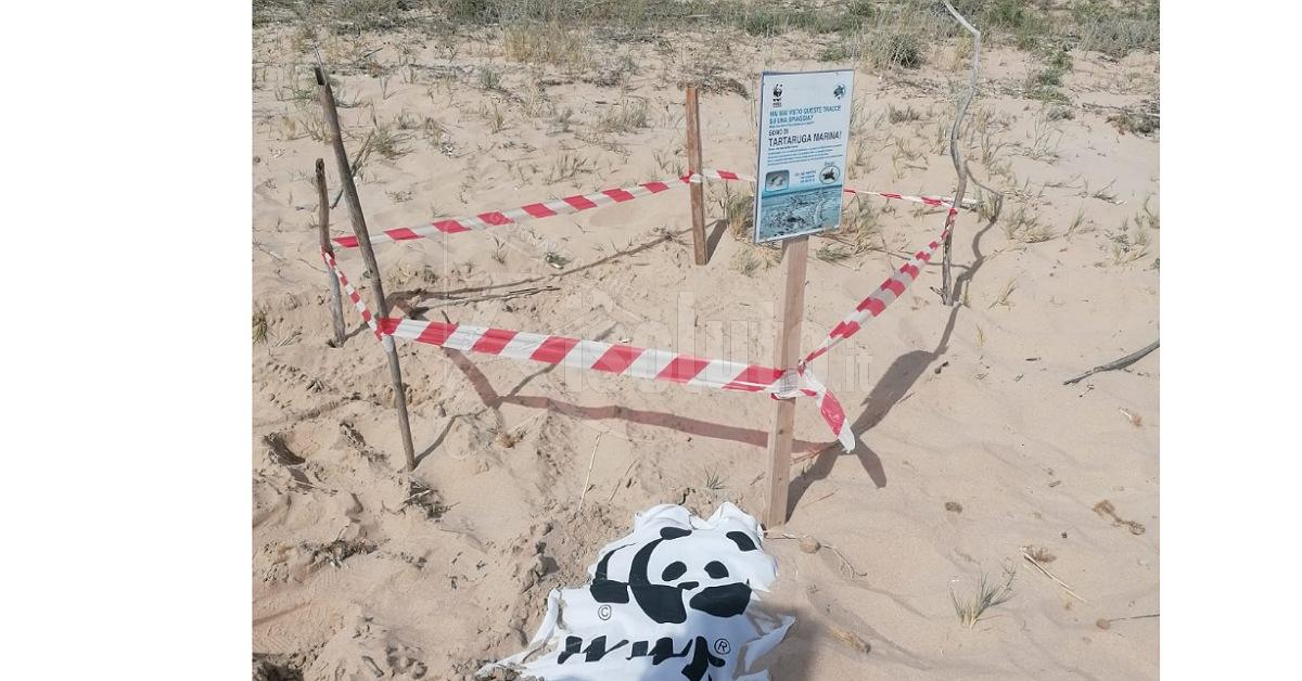 Depositate sulla spiaggia di Menfi uova di tartaruga Caretta caretta