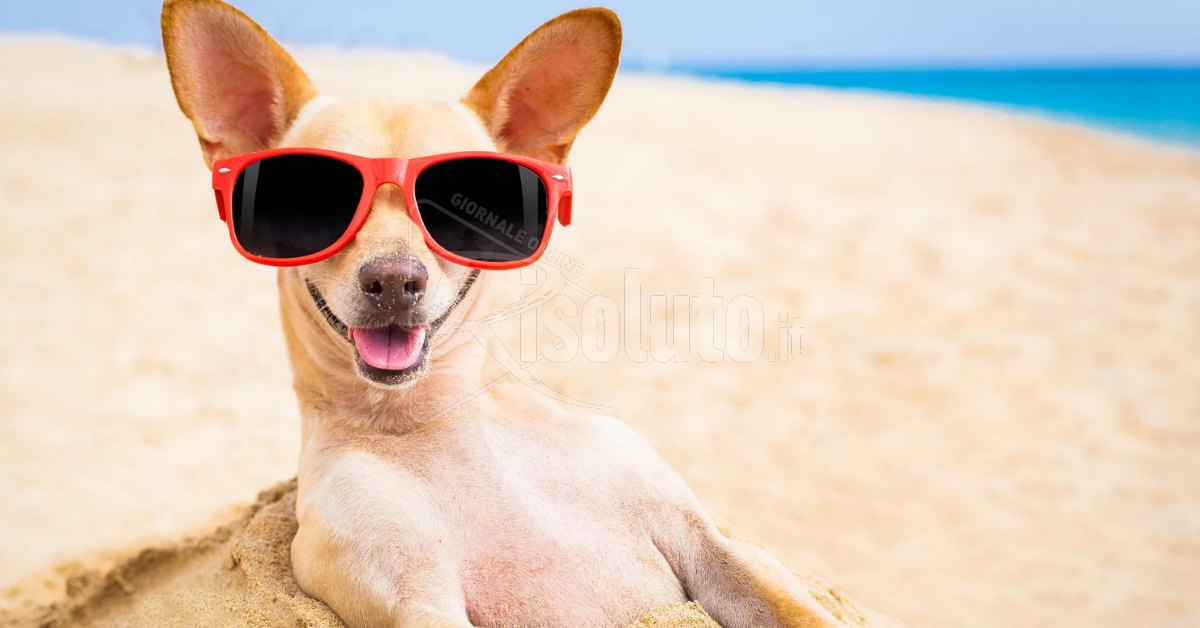 Trapani, spiaggia per cani con regole e indicazioni per un'estate pet-friendly