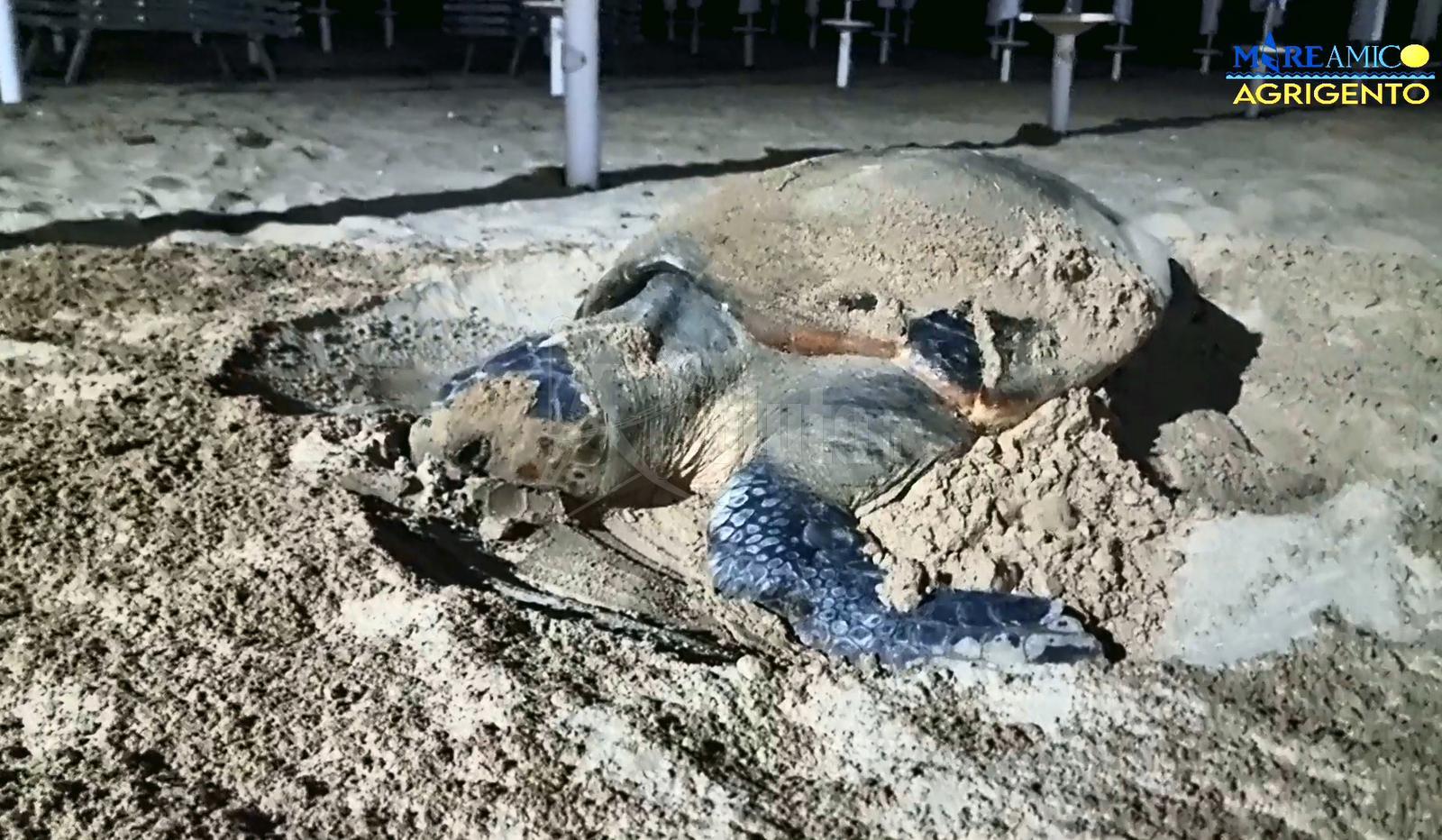 Avvistata la prima ovodeposizione della tartaruga Caretta caretta nelle spiagge agrigentine